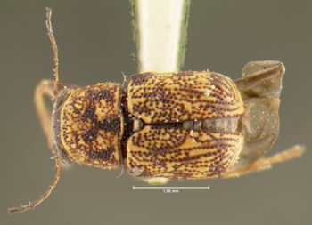 Media type: image;   Entomology 24929 Aspect: habitus dorsal view